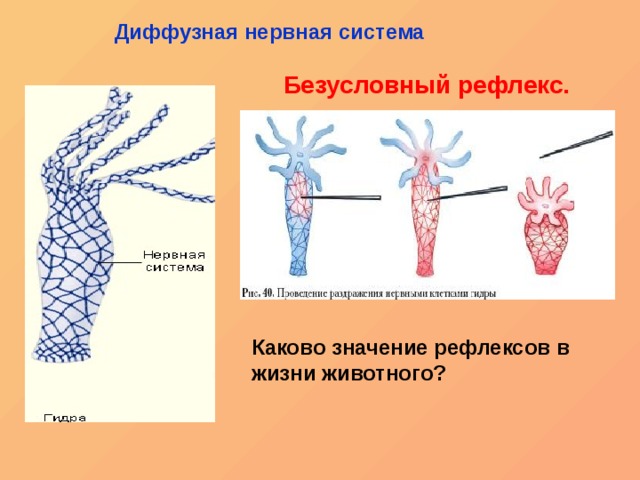 Что такое кракен в интернете