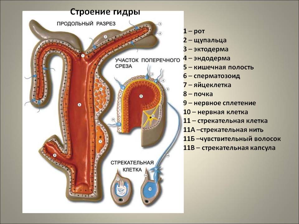 Зайти кракен через тор